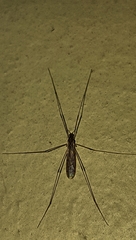 Tipuloidea