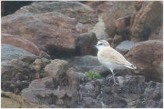 Charadrius marginatus marginatus