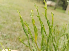 Baccharis articulata