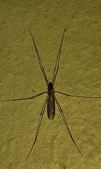 Tipuloidea