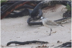 Charadrius marginatus marginatus