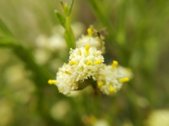 Baccharis articulata