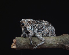 Eutyrhinus squamiger