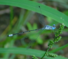 Lestes sigma