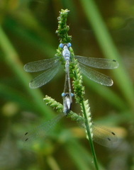 Lestes sigma
