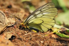 Parnassius glacialis