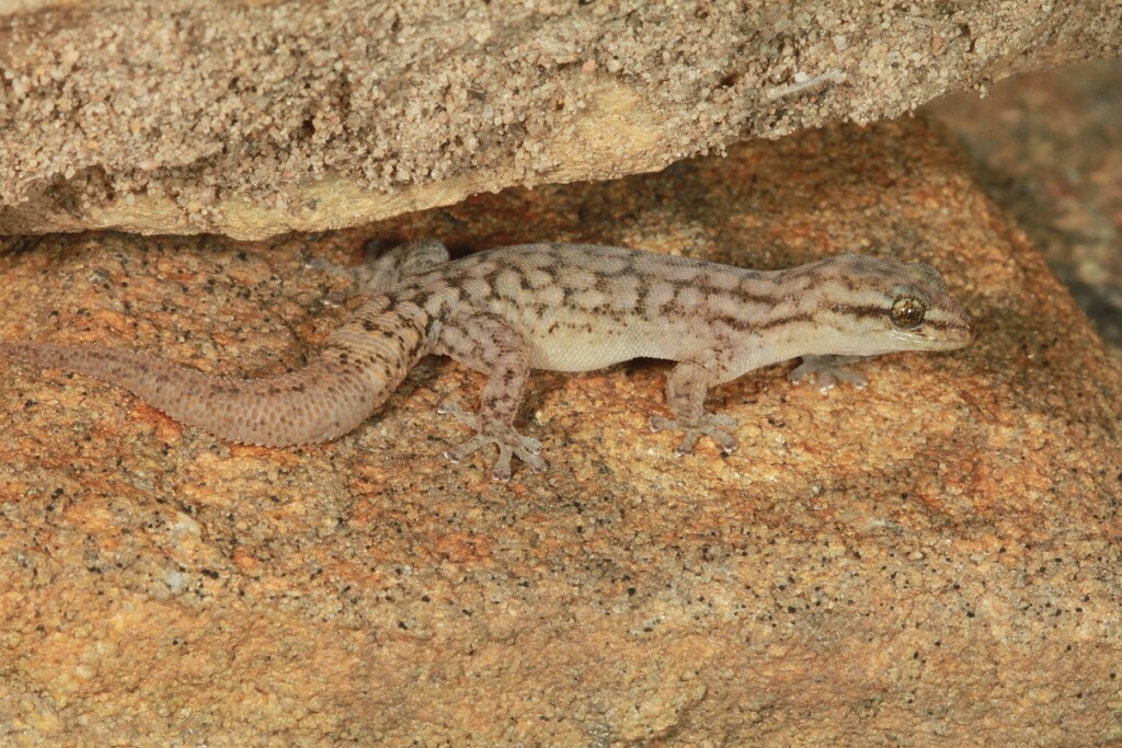 Essex's Dwarf Leaf-Toed Gecko