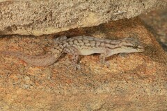 Essex's Dwarf Leaf-Toed Gecko photo 1