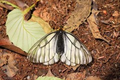Parnassius glacialis