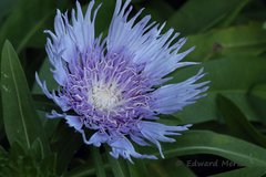 Stokesia