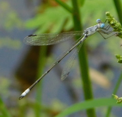 Lestes sigma