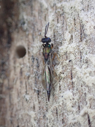 Calosota acron