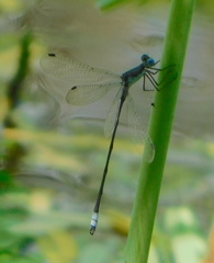 Lestes sigma