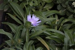 Stokesia