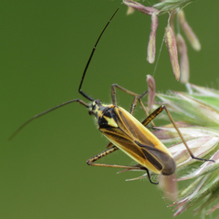 Leptopterna dolabrata