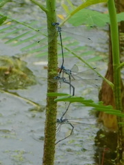 Lestes sigma