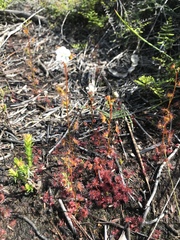 Drosera peltata