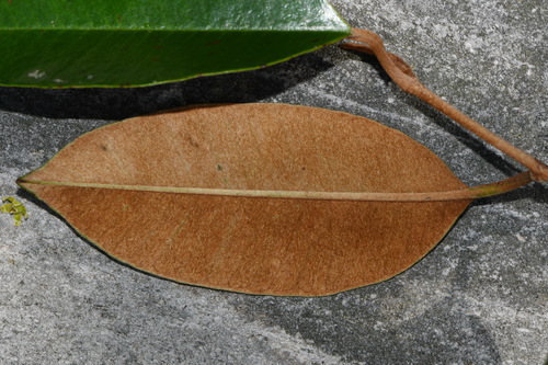Satinleaf (Chrysophyllum oliviforme)