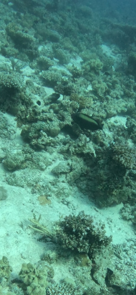 Bicolour parrotfish
