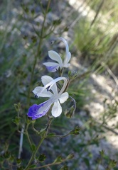 Trichostema arizonicum