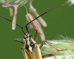 Leptopterna dolabrata