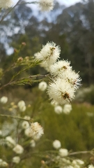 Melaleuca parvistaminea