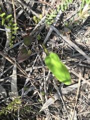 Liparophyllum exaltatum