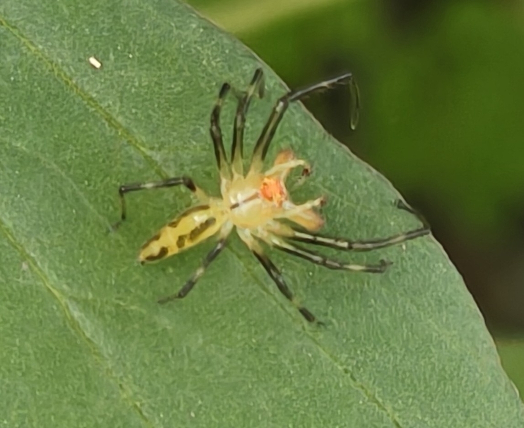 jumping spiders