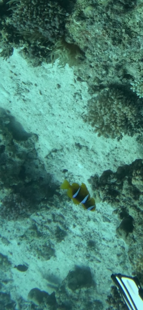 Twoband anemonefish