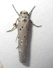 Ethmia circumdatella