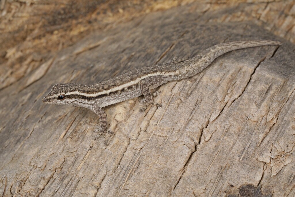 Nyaneka Dwarf Gecko