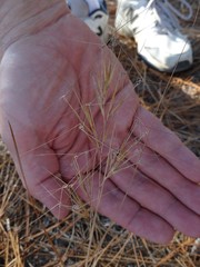 Aristida oligantha