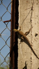 Ctenosaura macrolopha