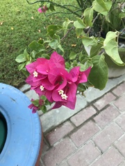 Bougainvillea