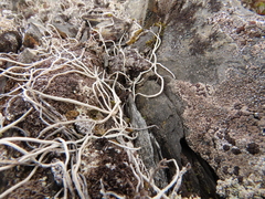 Thamnolia vermicularis vermicularis