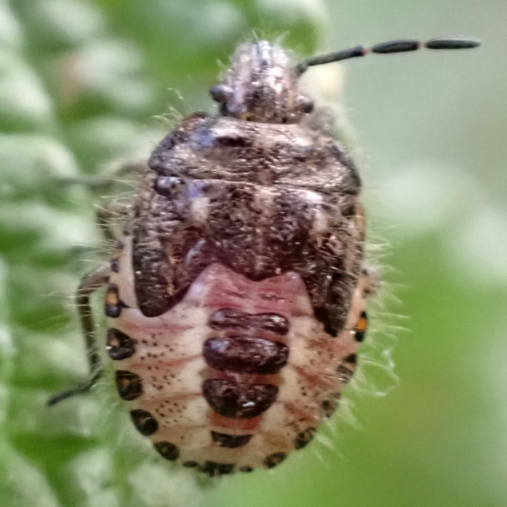 African Cluster Bug