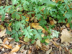 Hydrophyllum virginianum