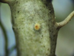 Nectriopsis heterodermiae