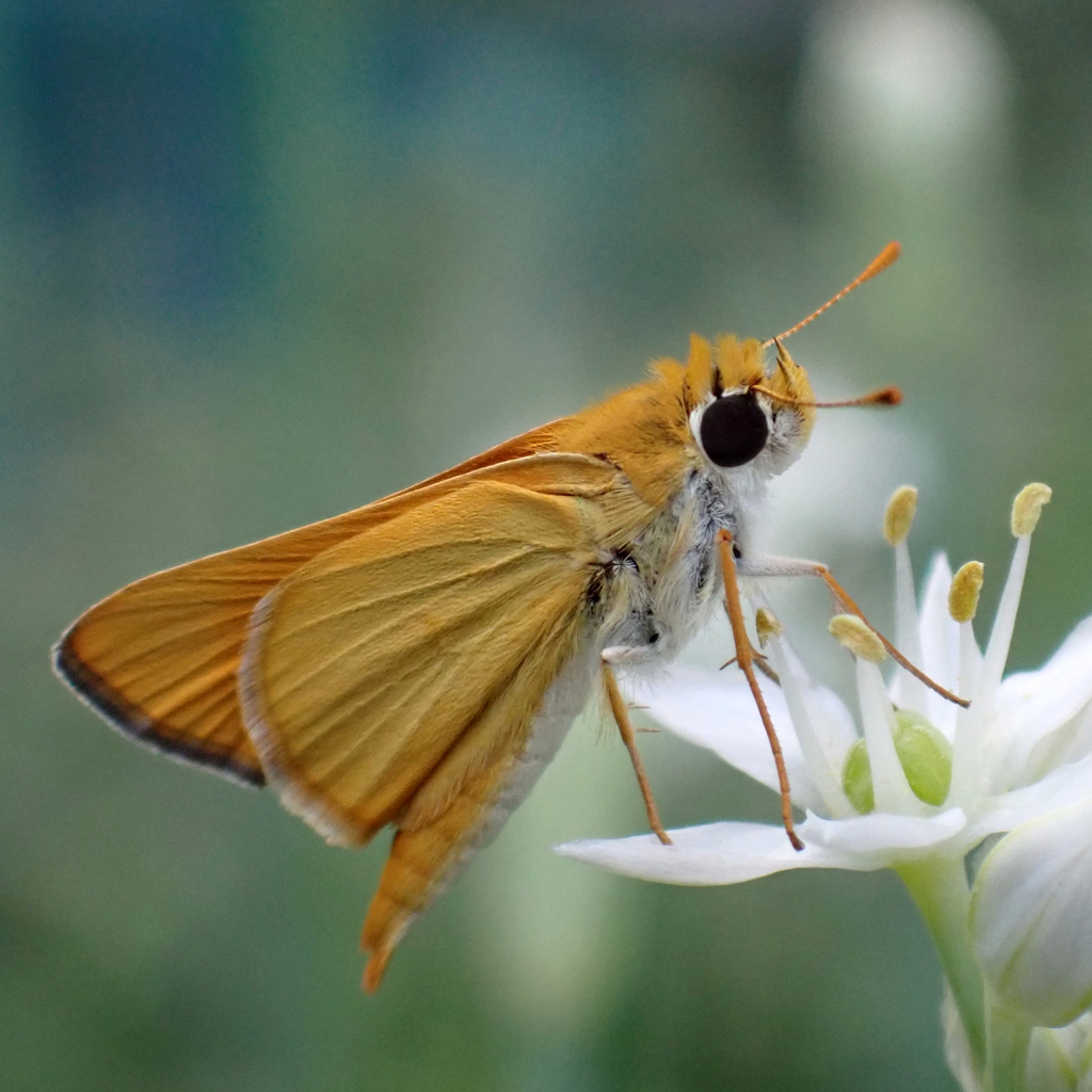 Orange Skipperling