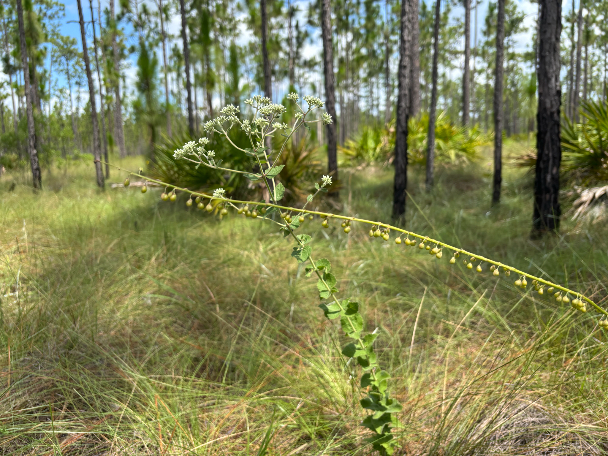 Florida Beargrass (Nolina atopocarpa)