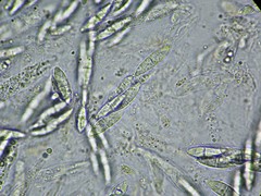 Nectriopsis heterodermiae