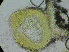 Nectriopsis heterodermiae