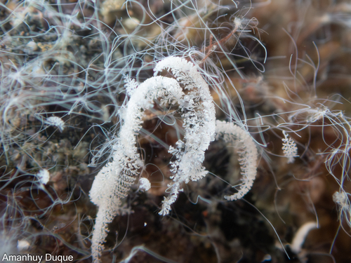 Zoothamnium niveum observed 2025-07-19