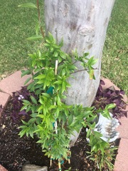 Chrysojasminum humile