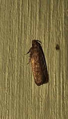 Gelechioidea