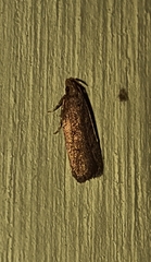 Gelechioidea