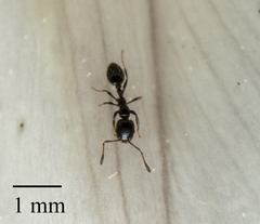 Monomorium