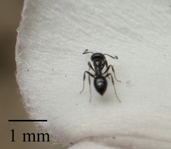 Monomorium