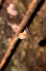 Araneidae