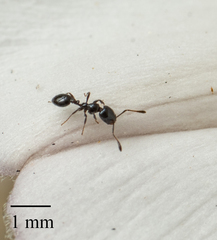 Monomorium